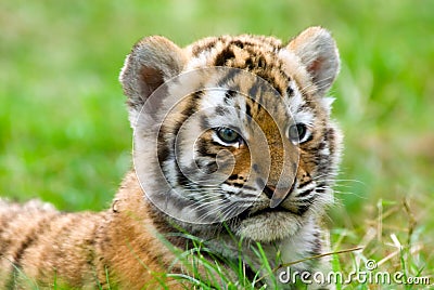 Cute siberian tiger cub Stock Photo