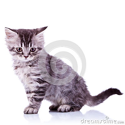 Cute silver tabby baby cat Stock Photo