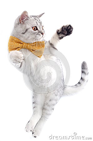 Cute silver tabby Scottish cat with bow playing Stock Photo