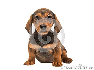 Cute single sitting shorthair badger-dog puppy facing the camera Stock Photo