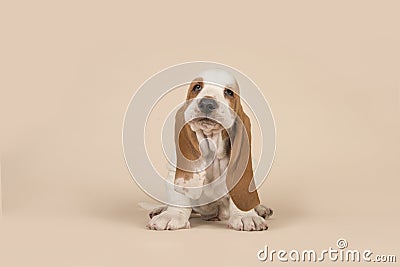 Cute sitting basset hound puppy with head held high on a creme b Stock Photo