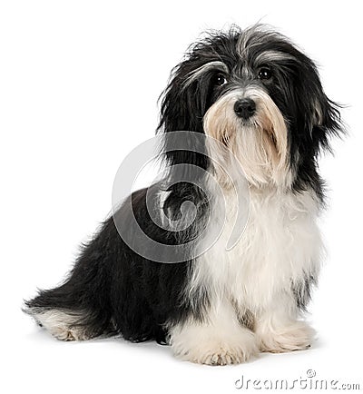 Cute sitting Bichon Havanese puppy dog Stock Photo