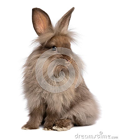 A cute sitting chocolate lionhead bunny rabbit Stock Photo