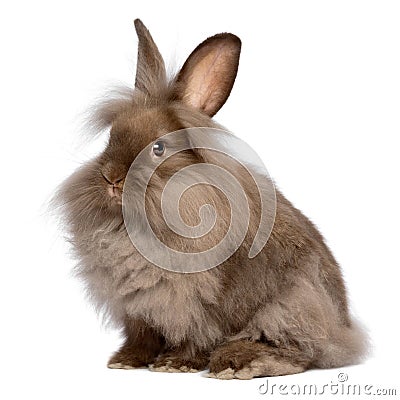 Cute sitting chocolate lionhead bunny rabbit Stock Photo