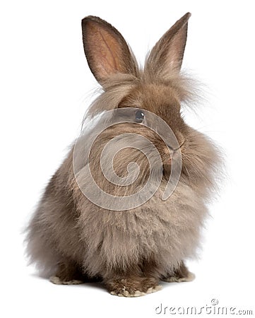 Cute sitting chocolate lionhead bunny rabbit Stock Photo