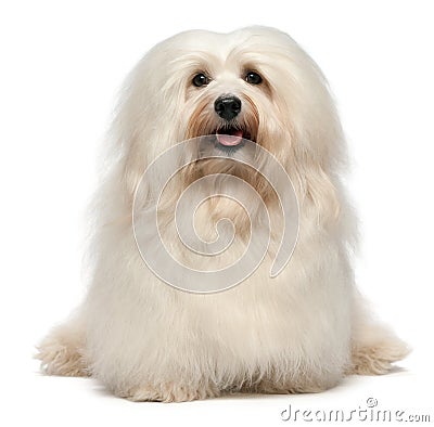 Cute sitting cream Havanese dog Stock Photo