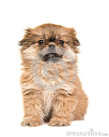 Cute sitting fluffy tibetan spaniel puppy facing the camera isolated on a white background Stock Photo