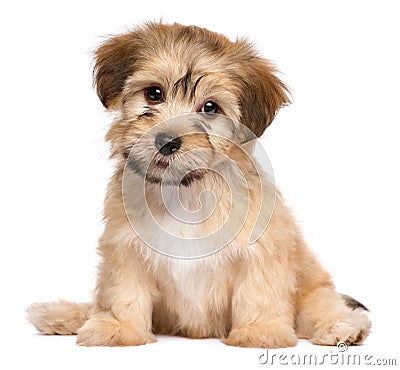 Cute sitting havanese puppy dog Stock Photo