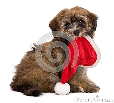 Cute sitting Havanese puppy is keeping a Santa hat in her mouth Stock Photo