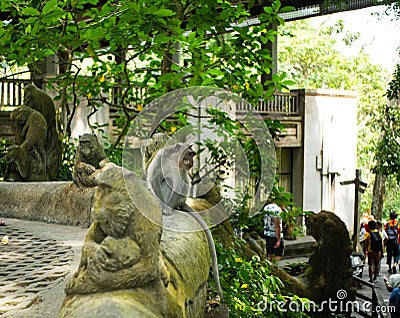 Cute sitting monkey in Sacred Ubud Monkey Forest. Bali, Indonesia Editorial Stock Photo