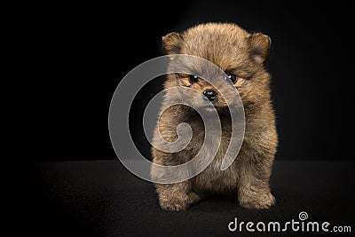 Cute sitting pomeranian dog puppy looking at the camera on a black background Stock Photo