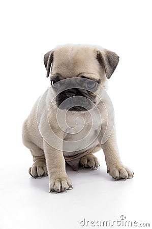 Cute sitting puppy Stock Photo