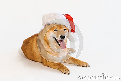 Cute sitting shiba inu dog on christmas santa hat stuck out funny tongue. Stock Photo