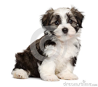 Cute sitting silver sable havanese puppy dog Stock Photo