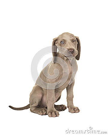 Cute sitting winking weimaraner puppy with blue eyes Stock Photo