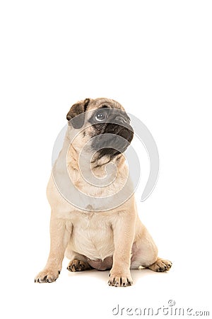 Cute sitting young pug dog looking up Stock Photo