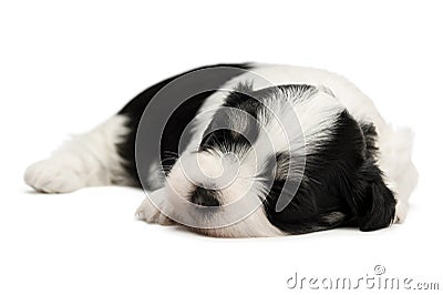 Cute sleeping havanese puppy Stock Photo