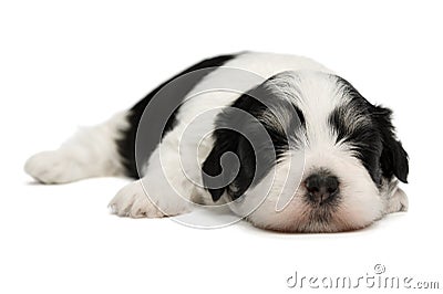 Cute sleeping havanese puppy Stock Photo