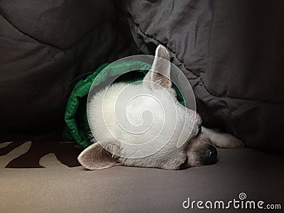 Cute sleepy chihuahua dog is sleeping or napping on bed in bedroom Stock Photo