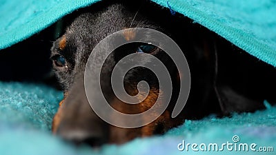 Cute Sleepy Dachshund Resting Under the Blanket Stock Photo