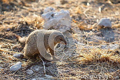 Isolated Mongoose on the African plain Stock Photo