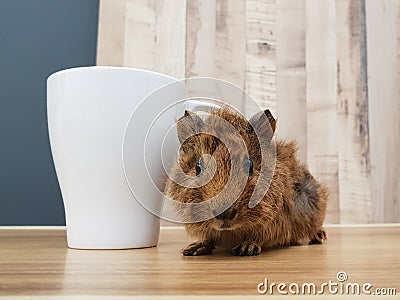 Cute small baby abyssinian guinea pig with mug Stock Photo