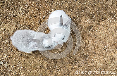 Cute Small Baby Easter Bunny (White and Gray Rabbit) Kissing in Heart like Shape in The Park Stock Photo