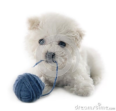 Cute small Bichon Frise puppy Stock Photo