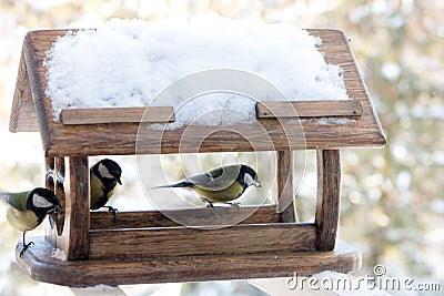 Cute small birds Parus major tit feed in wooden feeder on frosty winter day close up Stock Photo