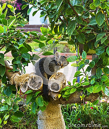 Cute small cat sitting between tree leaves at park on a sunny clear summer spring day outdoor image Stock Photo