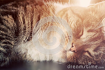 Cute small cat sleeping. Happy expression Stock Photo