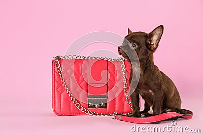 Cute Chihuahua dog and female handbag on pink background Stock Photo