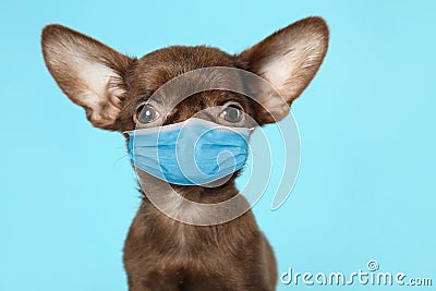 Cute small Chihuahua dog in medical mask on blue background. Virus protection for animal Stock Photo