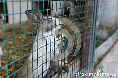 Cute small coloured rabbits in the cell outside. Selective focus Stock Photo