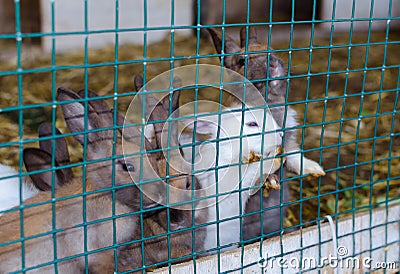 Cute small coloured rabbits waiting for food in the cell outside. Selective focus Stock Photo