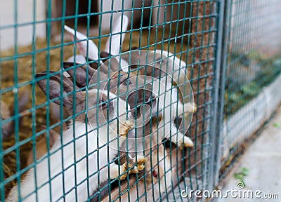 Cute small coloured rabbits waiting for food in the cell outside. Selective focus Stock Photo