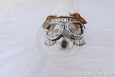 Cute small dog lying on bed and wearing funny aviator goggles. Pets indoors. Fun at home Stock Photo