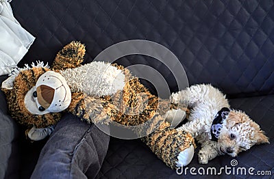 Cute small dog playing with a soft tiger toy on the sofa Stock Photo