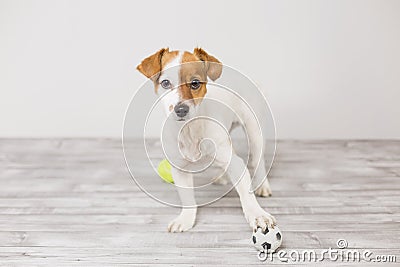 Cute small dog playing with a tennis ball and having fun. Looking at the camera. Pets indoors. Fun and lifestyle Stock Photo