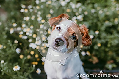 Cute small dog sitting in a daisy flowers field. spring, pet portrait outdoors. lovely dog looking at the camera Stock Photo