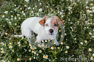 Cute small dog sitting in a daisy flowers field. spring, pet portrait outdoors. lovely dog looking at the camera Stock Photo