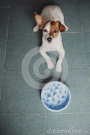 Cute small dog sitting and waiting to eat his bowl of dog food. Pets indoors. Concept. Top view. special slow eating plate Stock Photo