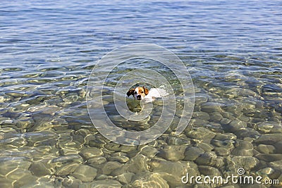 cute small dog swimming in Ibiza beautiful water. Summer and holidays concept Stock Photo