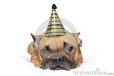 Cute small French Bulldog dog with gold and black new year party hat on head lying on white background Stock Photo