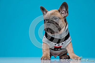 Cute small french bulldog wearing costume Stock Photo