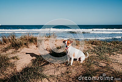 cute small jack russell dog at the beach. Sitting on dunes at sunset Stock Photo