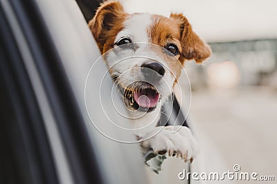 cute small jack russell dog in a car watching by the window. Ready to travel. Traveling with pets concept Stock Photo