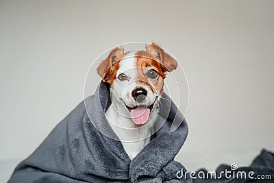 cute small jack russell dog sitting on bed, covered with a grey blanket. Resting at home. Pets indoors Stock Photo