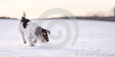 Cute small Jack Russell Terriers dog sniffing on a snowy meadow in winter in front of evening sky and follows a trail Stock Photo