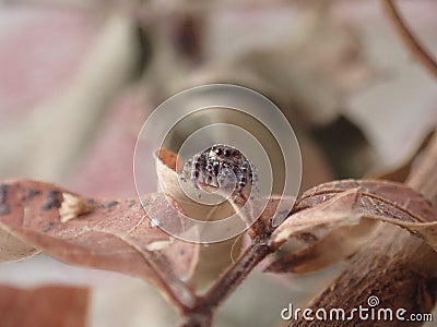 Cute small jumping spider over leaf Stock Photo